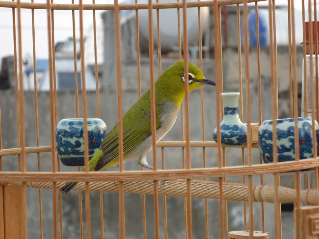 Kỹ thuật nuôi chim vành khuyên – Chim Cảnh Việt