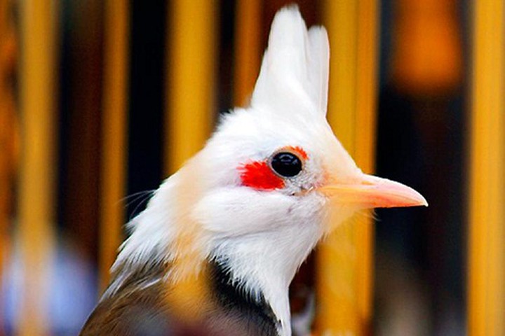 Chim chào mào Má Đỏ: Đặc điểm, cách nuôi, bao lâu lên má đỏ, giá