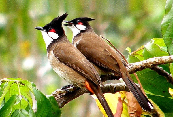 Chim Hoành Hoạch: Đặc điểm, phân loại và cách nuôi