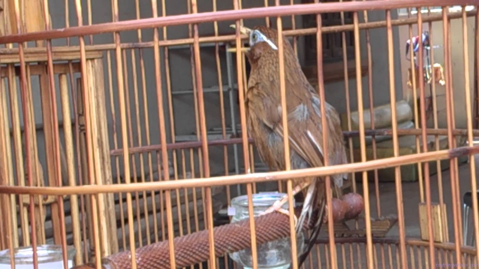Kỹ thuật nuôi và chăm sóc chim Hoạ mi hót cực hay