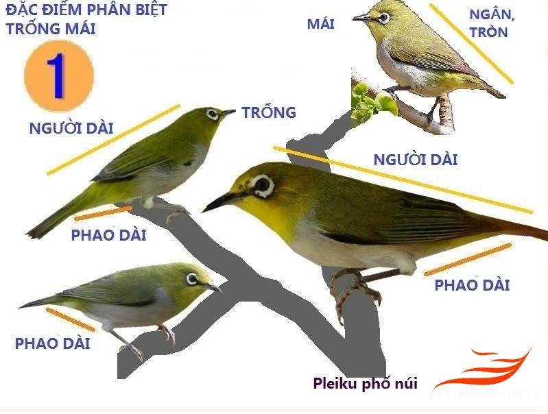 Cách phân biệt chim Bồ câu trống và mái chính xác nhất