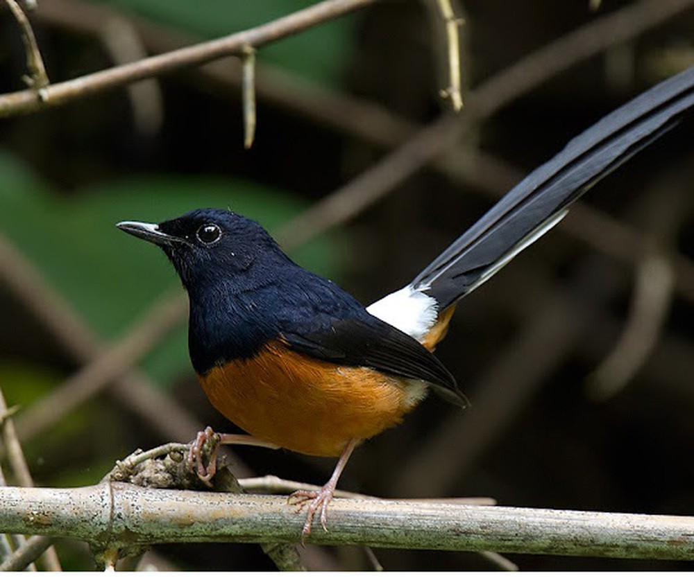 Hướng dẫn kỹ thuật nuôi chim vành khuyên hót hay » Lồng Chim Đất Việt