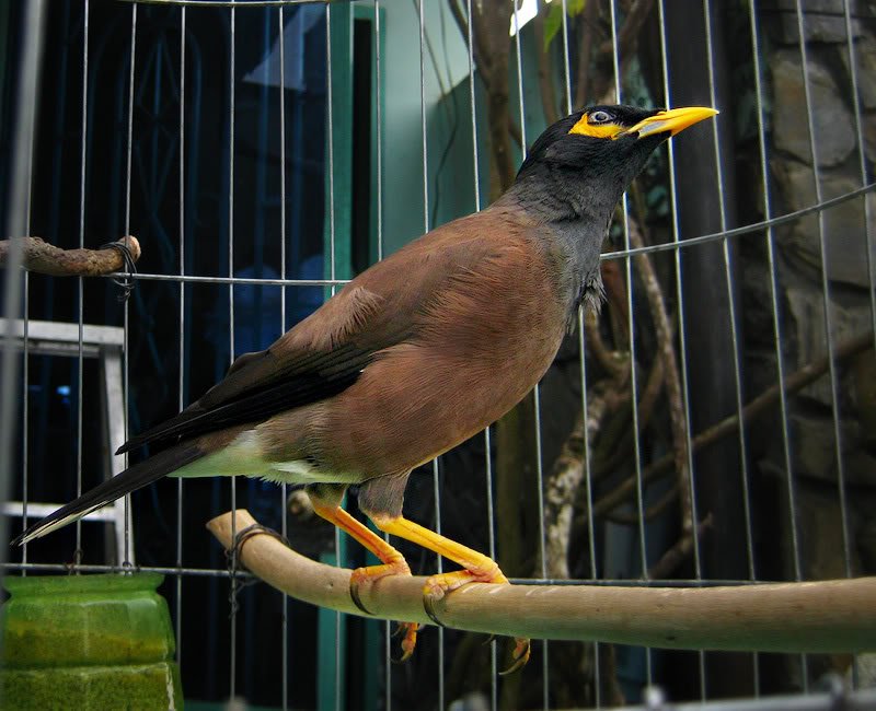 Hình nền Nền Chim Sáo Nền, Các Loài Chim Của Hàn Quốc, Hình ảnh Chim Sáo  Background Vector để tải xuống miễn phí - Pngtree