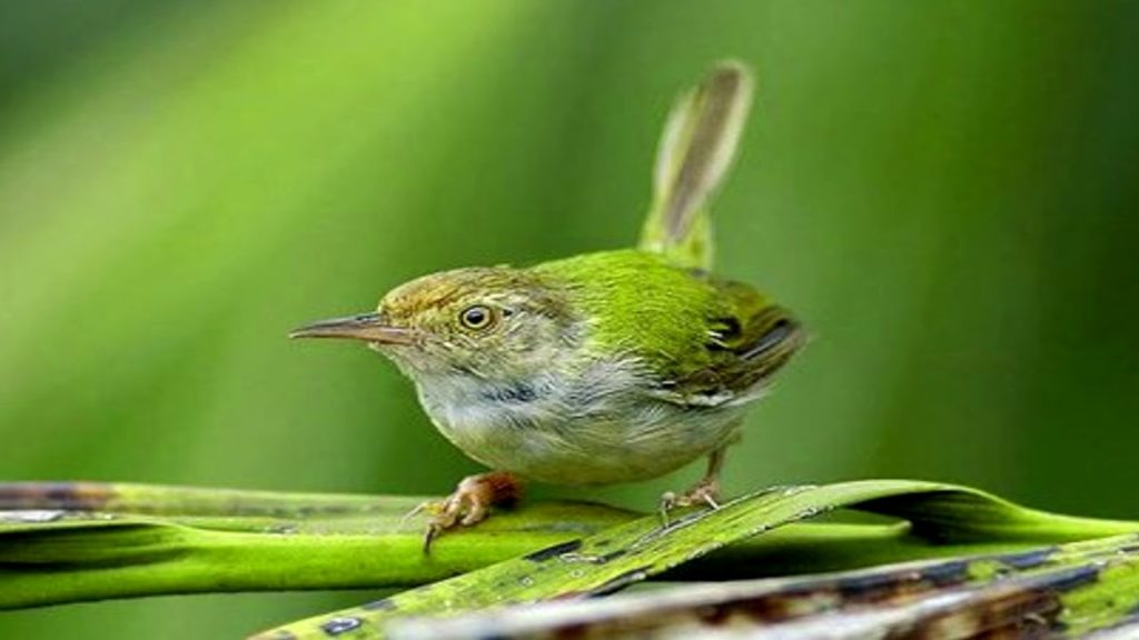 Chùm ảnh: Tận mục 20 loài chim chích lý thú của Việt Nam - Redsvn.net