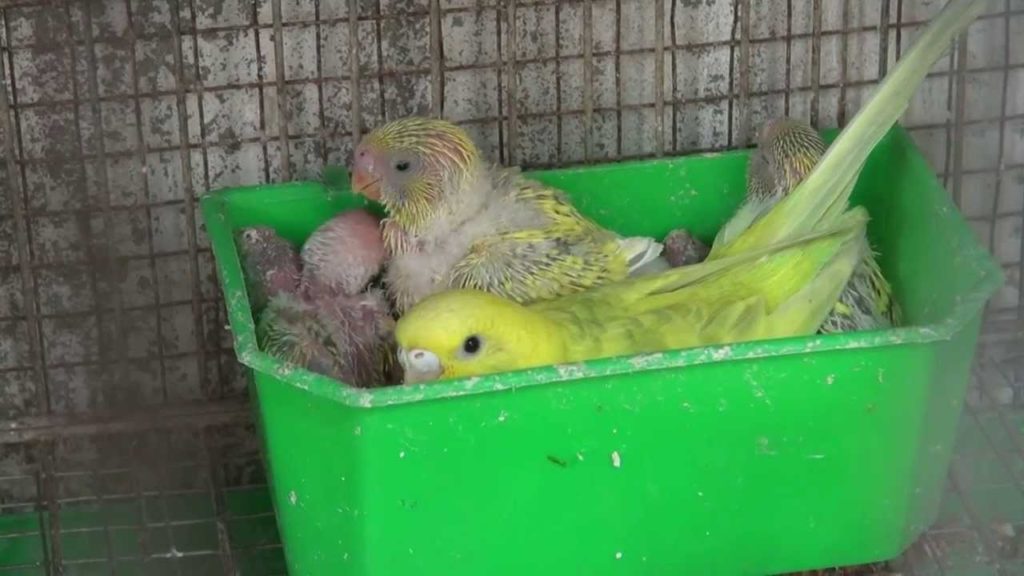 Cách nuôi chim yến phụng căn bản | DLN 41 - YouTube