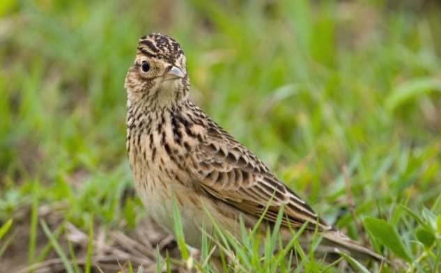 ✓ Skylark Birds sing very well in the forest voice - No Noise || Nguyên  Sách – Tập 110 - YouTube