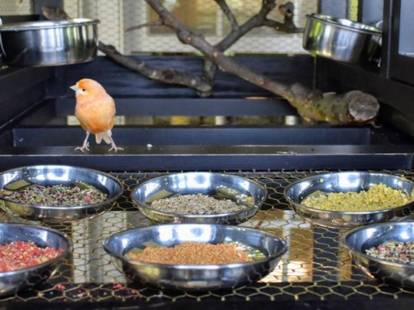 Chim hoàng yến ăn gì để khỏe mạnh, hót hay và căng lửa?