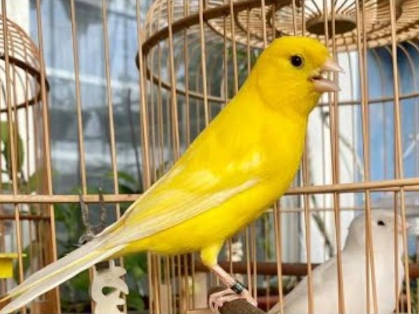 Canary Bird Singing - YouTube