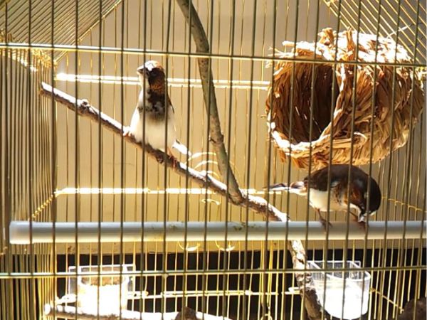 Kỹ thuật nuôi chim cút sinh sản