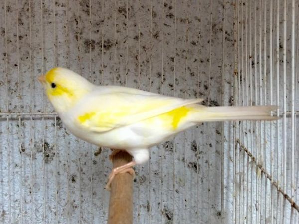 Cách nuôi chim hoàng yến sinh sản đúng kỹ thuật cho người mới