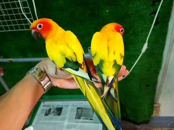 Cách nhận biết vẹt thay lông, tự cắn lông và sâu lông. How to know parrot's  feather change? - YouTube