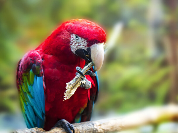 Vương Quốc Vẹt - Blue and gold Macaw Baby - Chim non lông... | Facebook