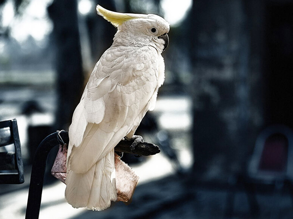 Con chim vẹt Mào con Vẹt đuôi dài Màu và-vẹt màu vàng - con vẹt png tải về  - Miễn phí trong suốt Vẹt Mào png Tải về.