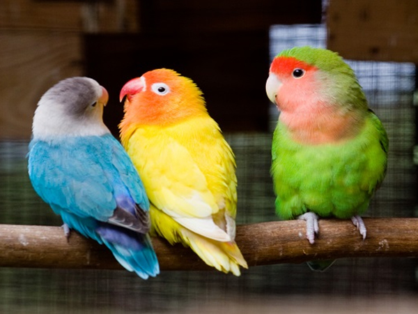 Vẹt Lovebird (Vẹt mẫu đơn): Giá bán và cách nuôi hiệu quả