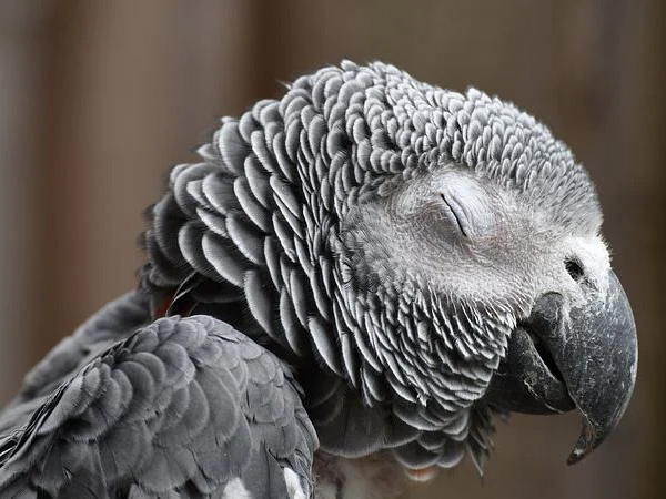 African Grey Parrot/ Vẹt Xám Châu Phi và những sự thật về chúng