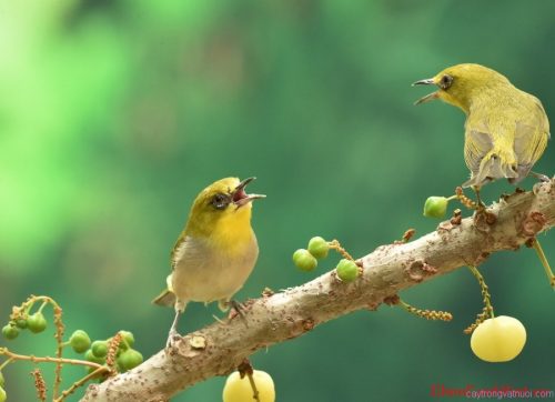 Tổng quan về chim vành khuyên và cách phân biệt các loài chim khuyên – Chim  Cảnh Việt