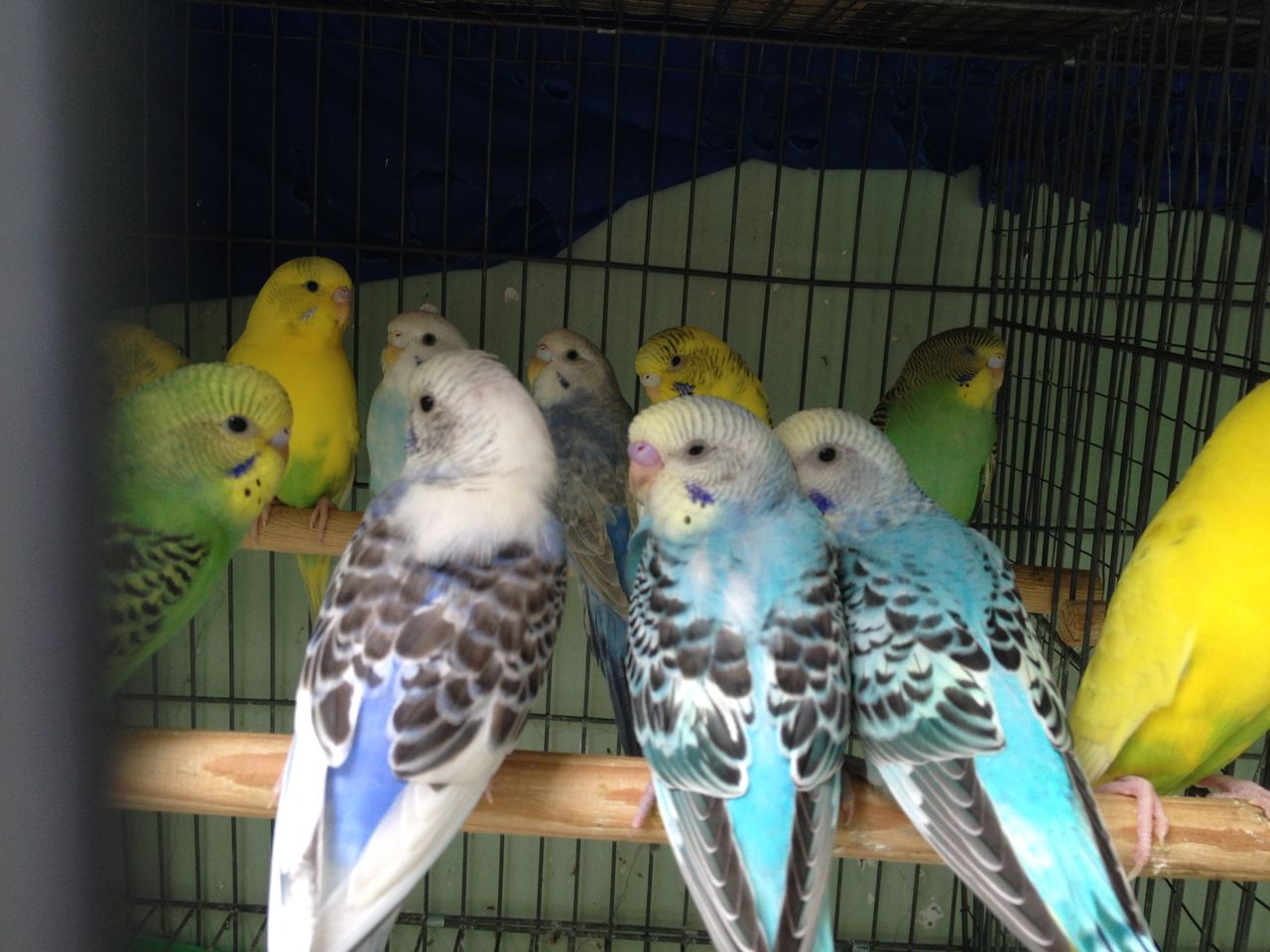3 cách đơn giản để dạy chim Yến Phụng làm quen với chủ | Pet Mart