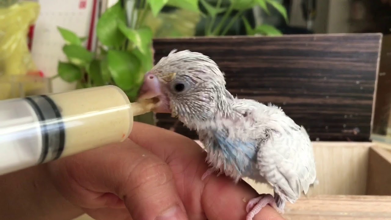 Cách nuôi chim yến phụng căn bản | DLN 41 - YouTube