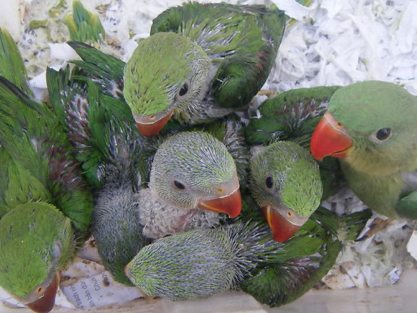 Cách nuôi chim vẹt sinh sản trong môi trường nuôi nhốt tốt nhất