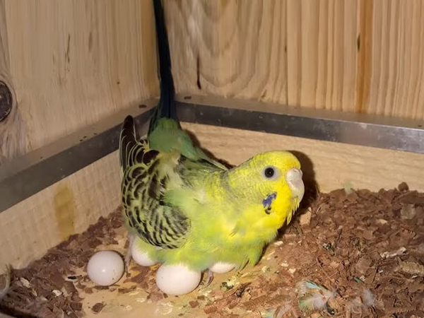 Vẹt Lovebird – Cách nuôi, nguồn gốc và đặc điểm