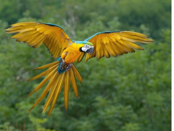 Khuyên Mồi Líu Cực Gắt Gọi Bổi Nghe Là Đến - Bẫy Chim Quá Dễ - Decoy Sound  Of White-eyed bird | KTB - YouTube