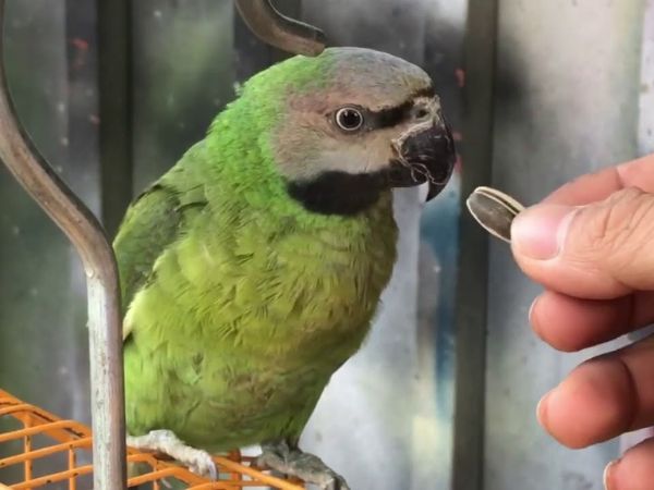 Cách nuôi vẹt thả bay tự do