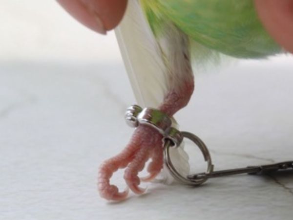 Cách nuôi vẹt xích chân khỏe mạnh, thông minh chi tiết từ A-Z