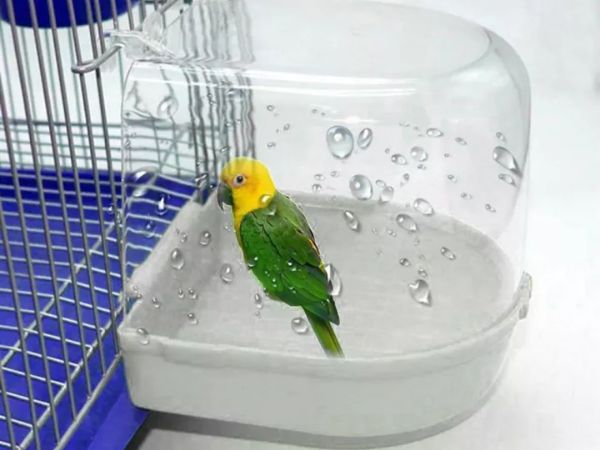Cách tốt nhất để tắm cho chú vẹt của bạn