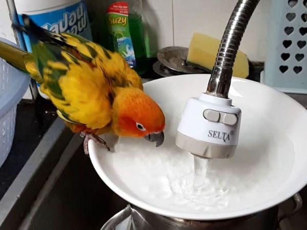 Làm thế nào để tắm cho một con vẹt đúng cách?