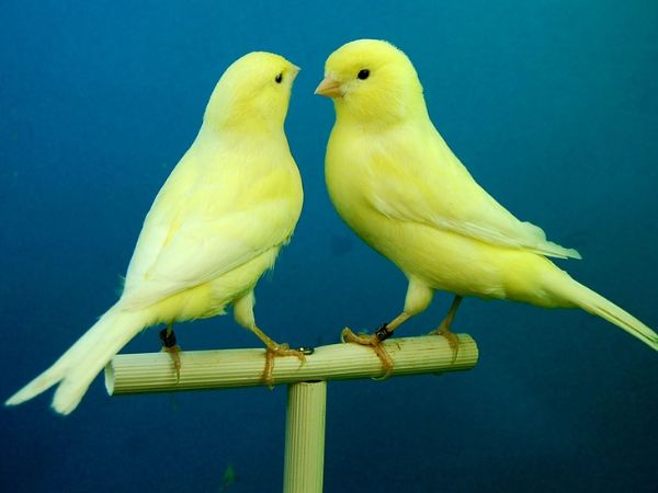 Cách nhận biết chim hoàng yến đực