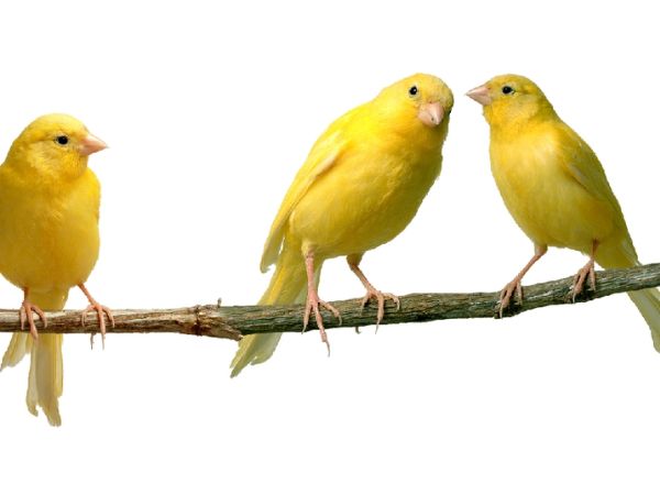 Cách nhận biết chim hoàng yến đực