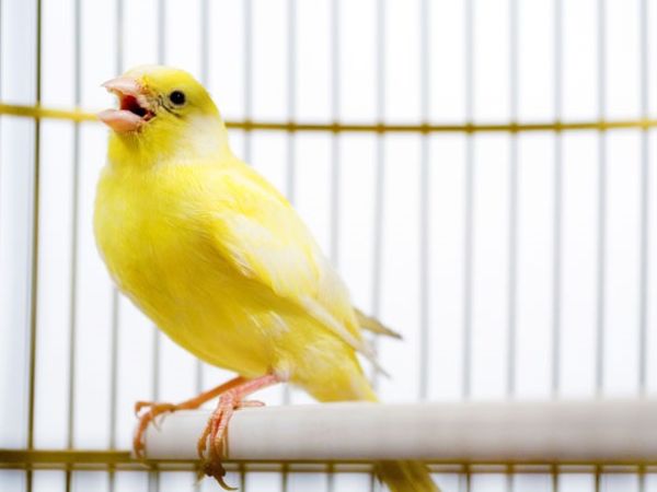 Cách nuôi chim hoàng yến non khỏe mạnh, lớn nhanh