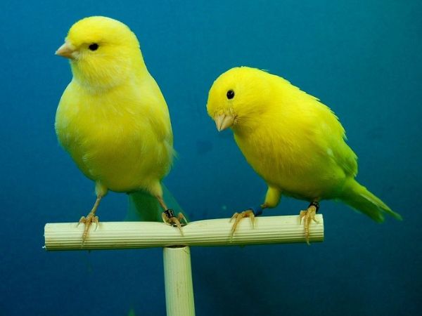Chim hoàng yến là chim gì? 