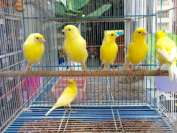 Cách nuôi chim hoàng yến sinh sản đúng kỹ thuật cho người mới
