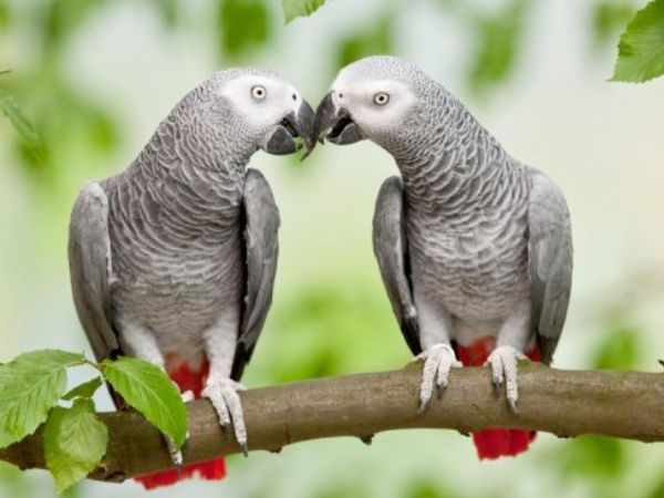 Top 9 loài chim vẹt đẹp và dễ nuôi nhất được nhiều người ưa chuộng