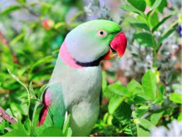 Top 9 loài chim vẹt đẹp dễ nuôi được nhiều người ưa chuộng