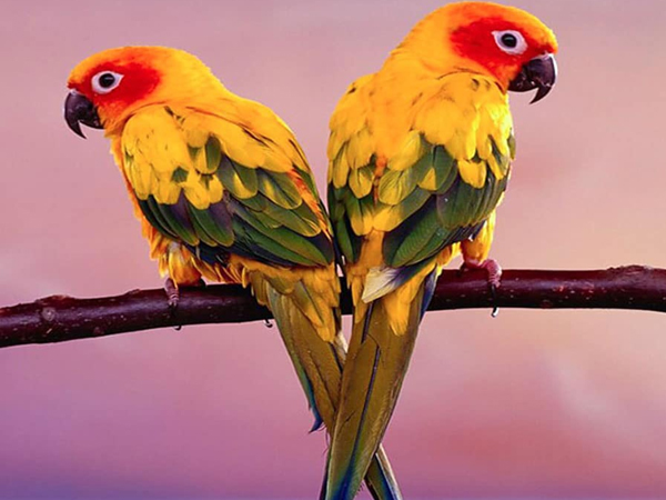 Con Vẹt Màu Đỏ Chim Đầy - Ảnh miễn phí trên Pixabay - Pixabay