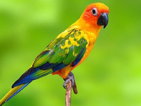Phân loại chim vẹt phổ biến, được yêu thích nhất tại Việt Nam