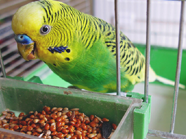 Top 8 thức ăn cho chim vẹt cảnh giàu dinh dưỡng, khỏe mạnh, nhanh biết nói