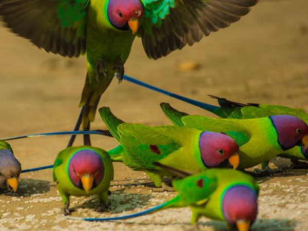 Chùm ảnh: Thế giới muôn màu của những loài vẹt độc đáo nhất thế giới -  Redsvn.net