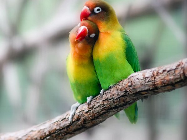 Một con vẹt lovebird là gì?  Cách trồng và chăm sóc như thế nào là tốt nhất?