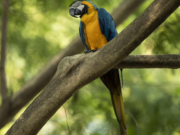 Vẹt Macaw là vẹt gì? Cách nuôi và chăm sóc đơn giản tại nhà