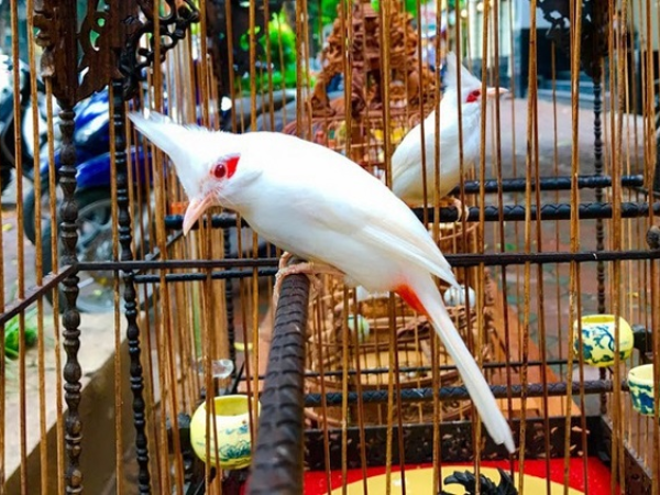 Kỹ thuật nuôi chim Chào mào sinh sản thành công 100%
