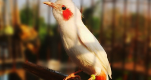 Những con chim đẹp nhất Việt Nam - Chim Cảnh Sài Gòn - YouTube